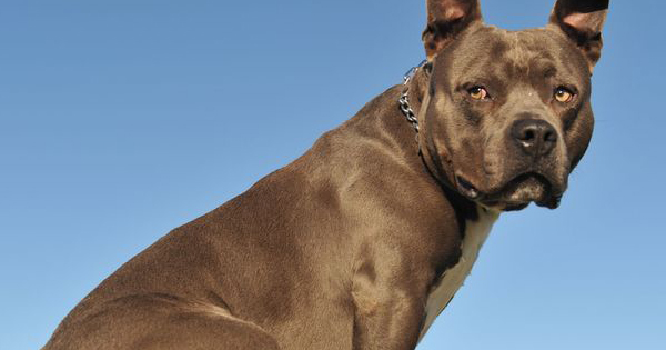 Are Pit Bulls Naturally Aggressive