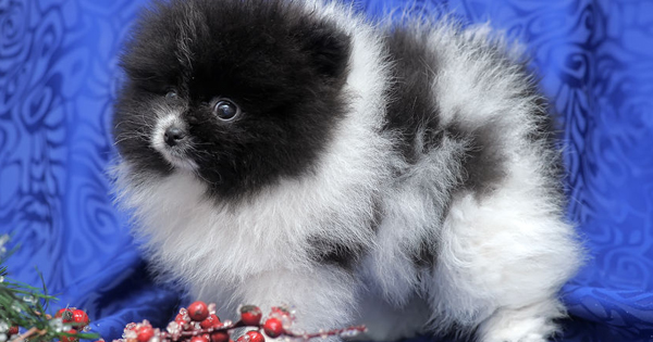 Is The Black Pomeranian A Mixed Breed