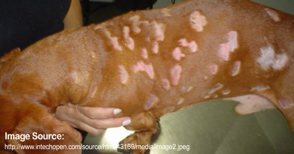 Canine Pyoderma Canine Eosinophilic Furunculosis Folliculitis In