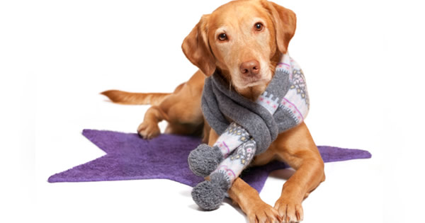 Keeping Pets Warm And Safe During The Winter