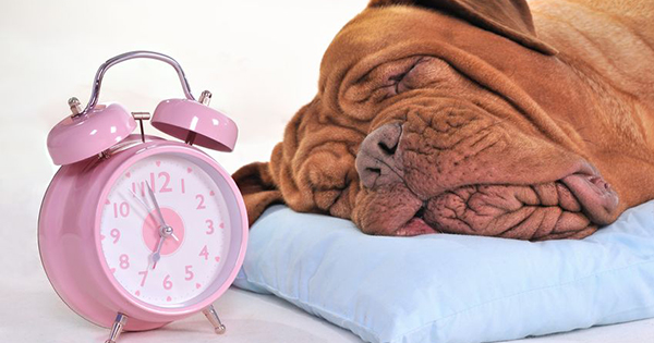 Sleep Apnea In Dogs