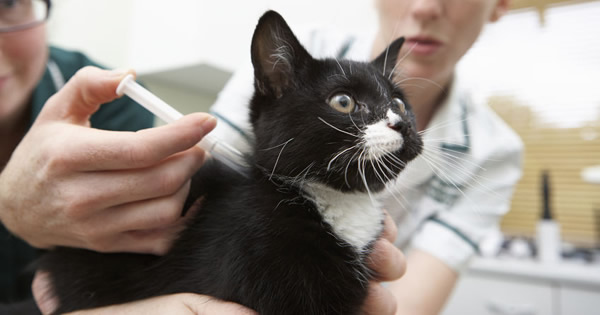 Stress In Cats