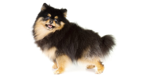 Is The Black Pomeranian A Mixed Breed