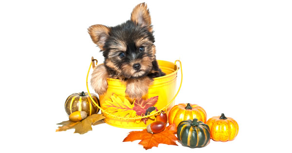 Thanksgiving Leftovers For Your Pets