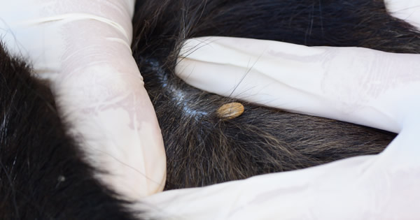 Tick Borne Diseases In Dogs