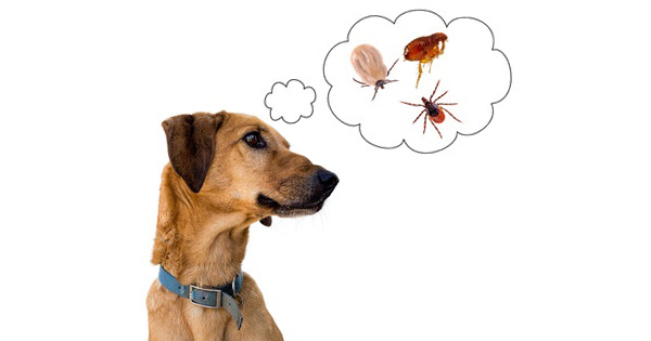 Tick Borne Diseases In Dogs